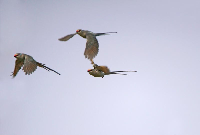 Blue-naped Mousebird