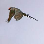 Blue-naped Mousebird