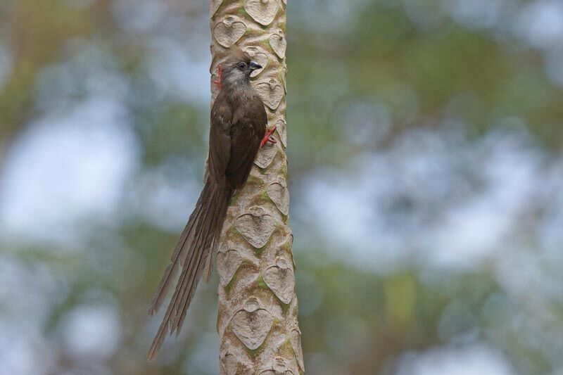 Speckled Mousebird