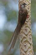 Speckled Mousebird