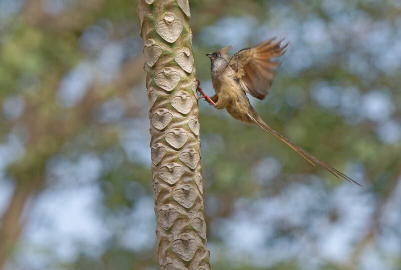 Speckled Mousebird