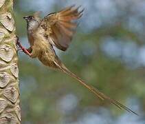 Speckled Mousebird