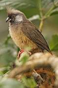 Speckled Mousebird