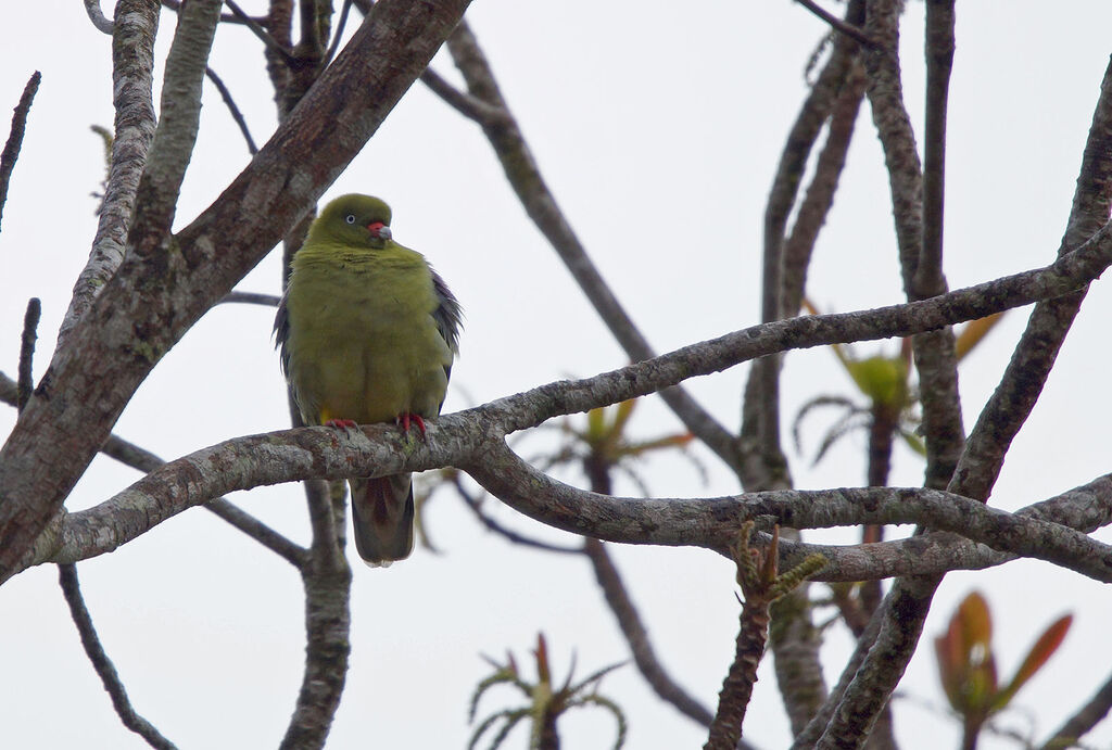 African Green Pigeon