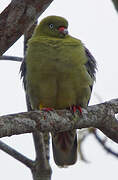 African Green Pigeon