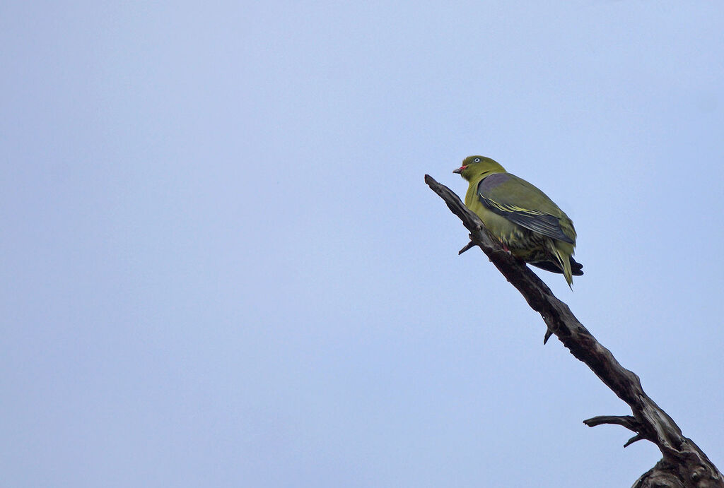 African Green Pigeon