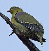 African Green Pigeon