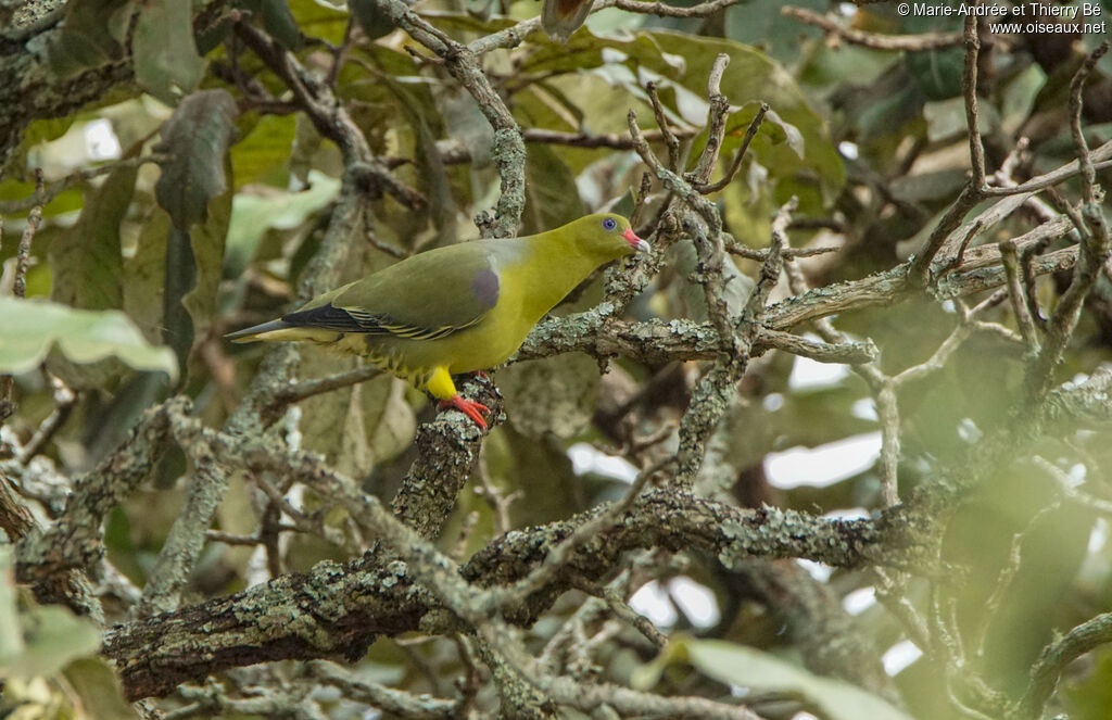 African Green Pigeon