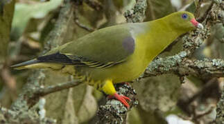 African Green Pigeon