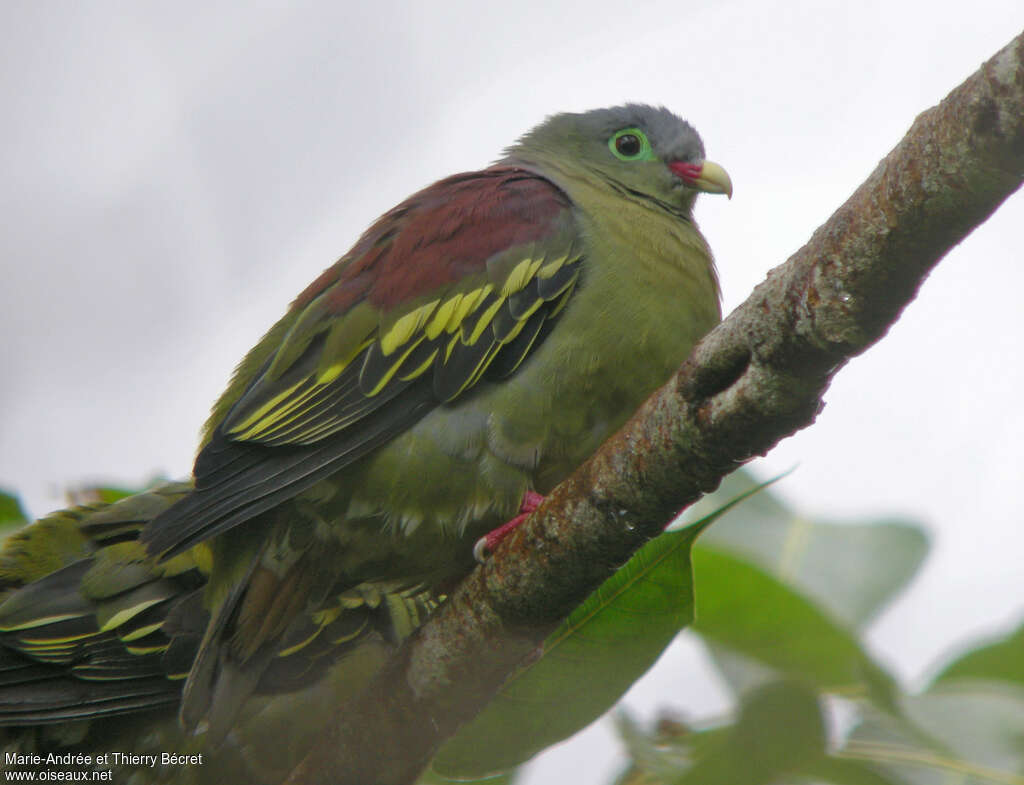 Thick-billed Green Pigeonadult