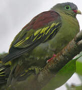 Thick-billed Green Pigeon