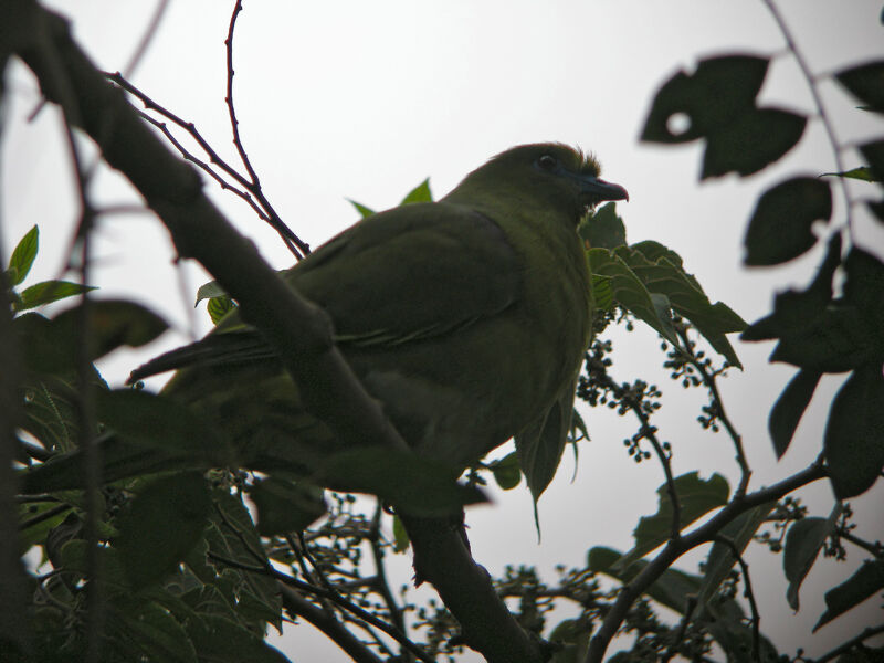 Pin-tailed Green Pigeon