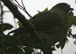 Pin-tailed Green Pigeon