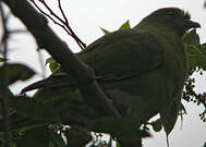 Colombar à longue queue