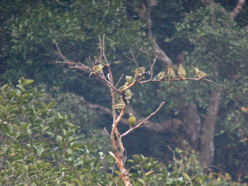 Wedge-tailed Green Pigeon