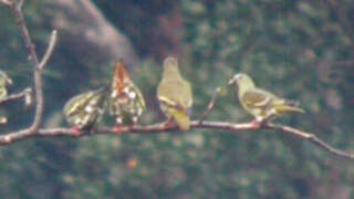 Wedge-tailed Green Pigeon