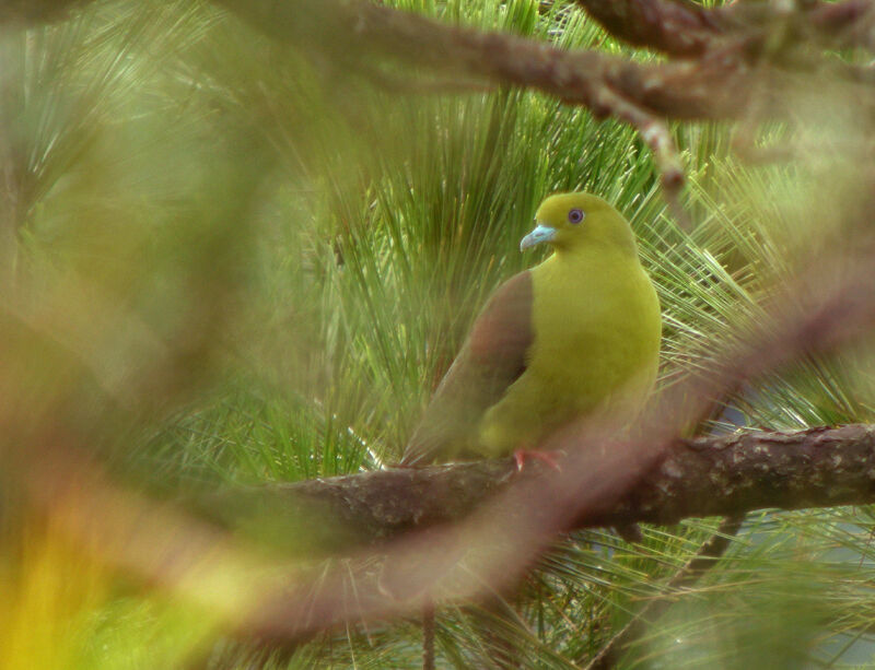 Wedge-tailed Green Pigeon