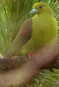 Wedge-tailed Green Pigeon