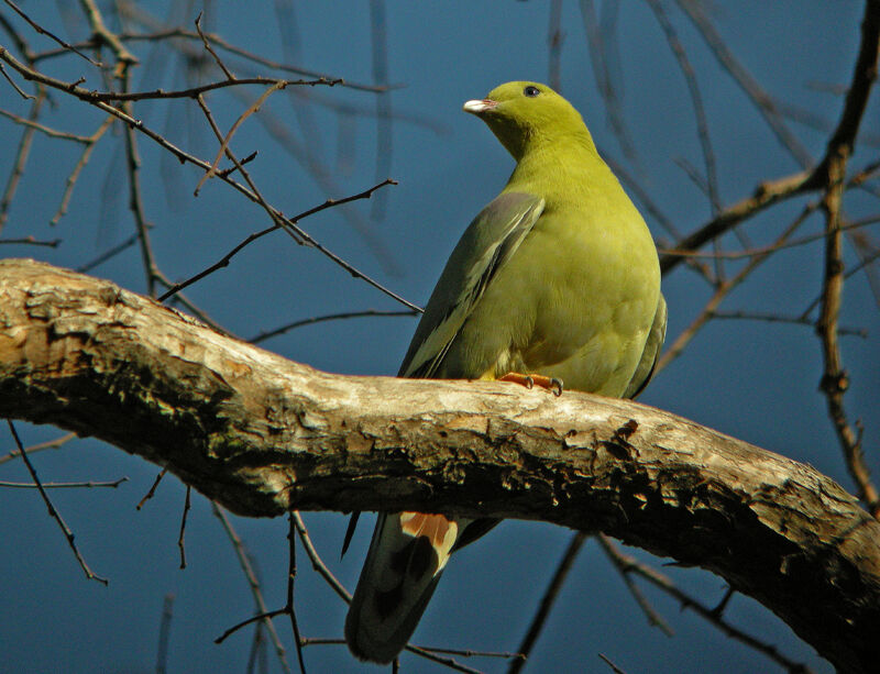 Madagascan Green Pigeon