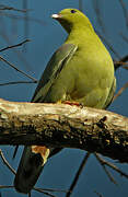 Madagascan Green Pigeon