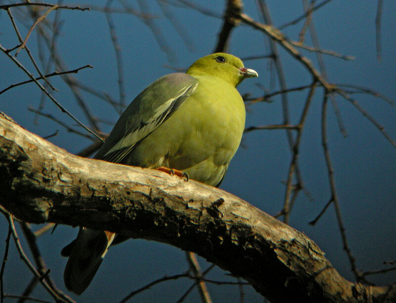 Madagascar Green Pigeon