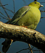 Madagascan Green Pigeon