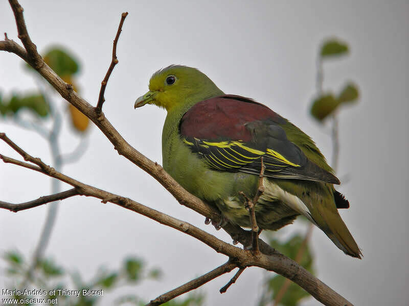 Sri Lanka Green Pigeon - Treron pompadora - thbe57224