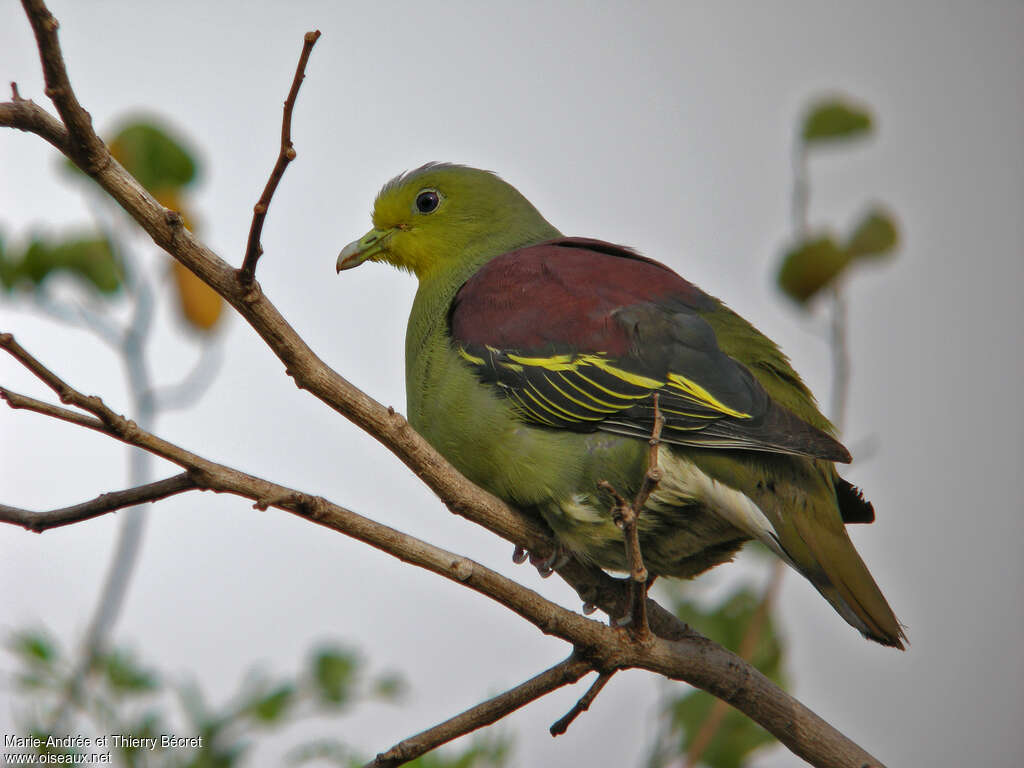 Sri Lanka Green Pigeon