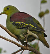 Sri Lanka Green Pigeon