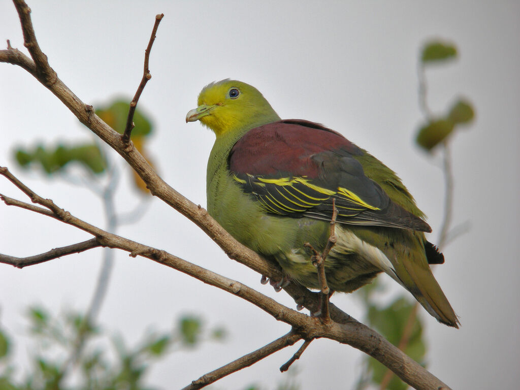 Sri Lanka Green Pigeon