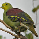 Colombar pompadour