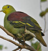 Sri Lanka Green Pigeon