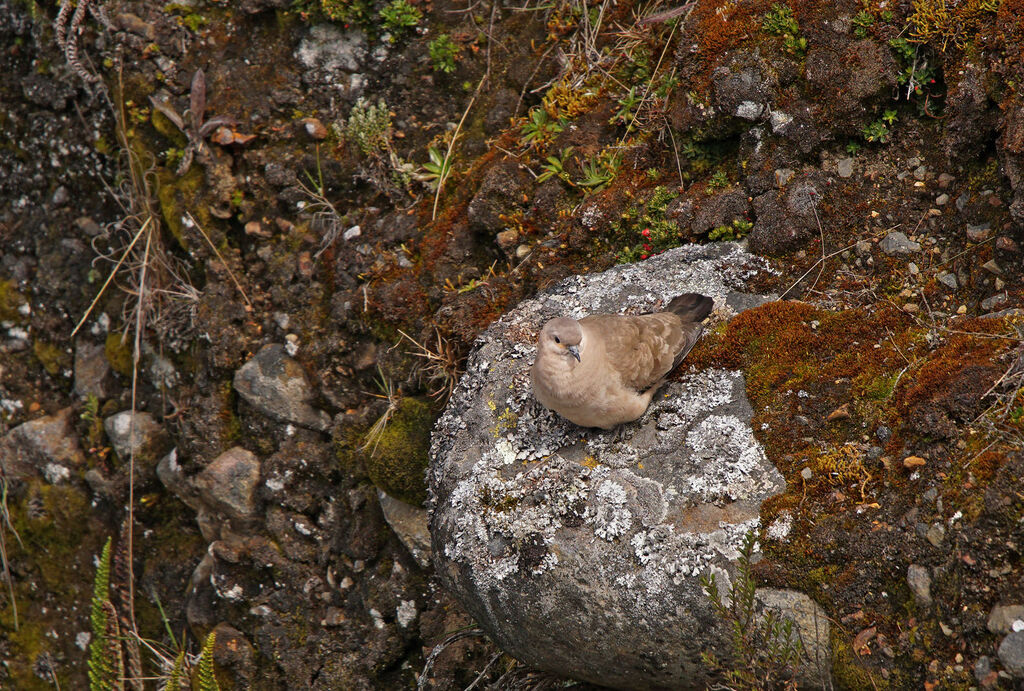 Black-winged Ground Dove