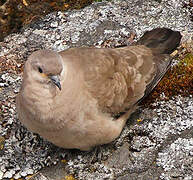 Black-winged Ground Dove