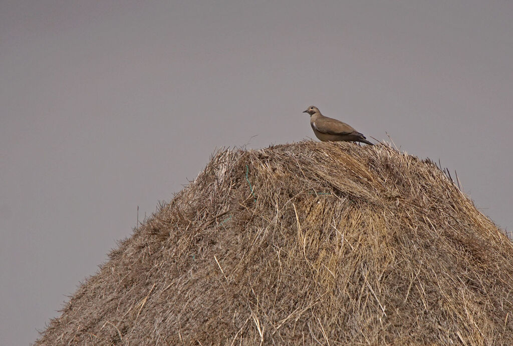 Black-winged Ground Dove