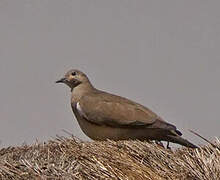 Black-winged Ground Dove