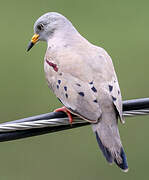 Croaking Ground Dove