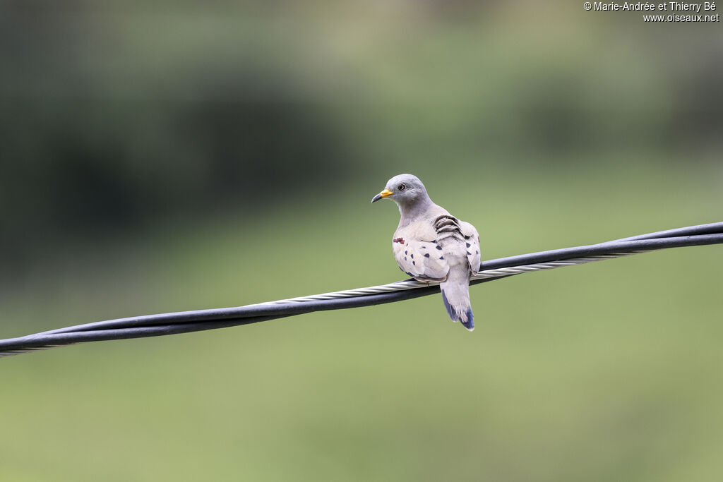 Croaking Ground Dove