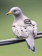 Croaking Ground Dove