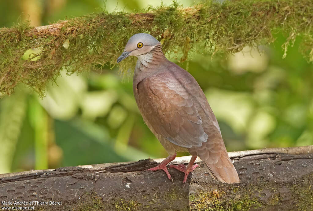 Colombe à gorge blancheadulte, identification