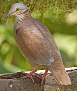 White-throated Quail-Dove