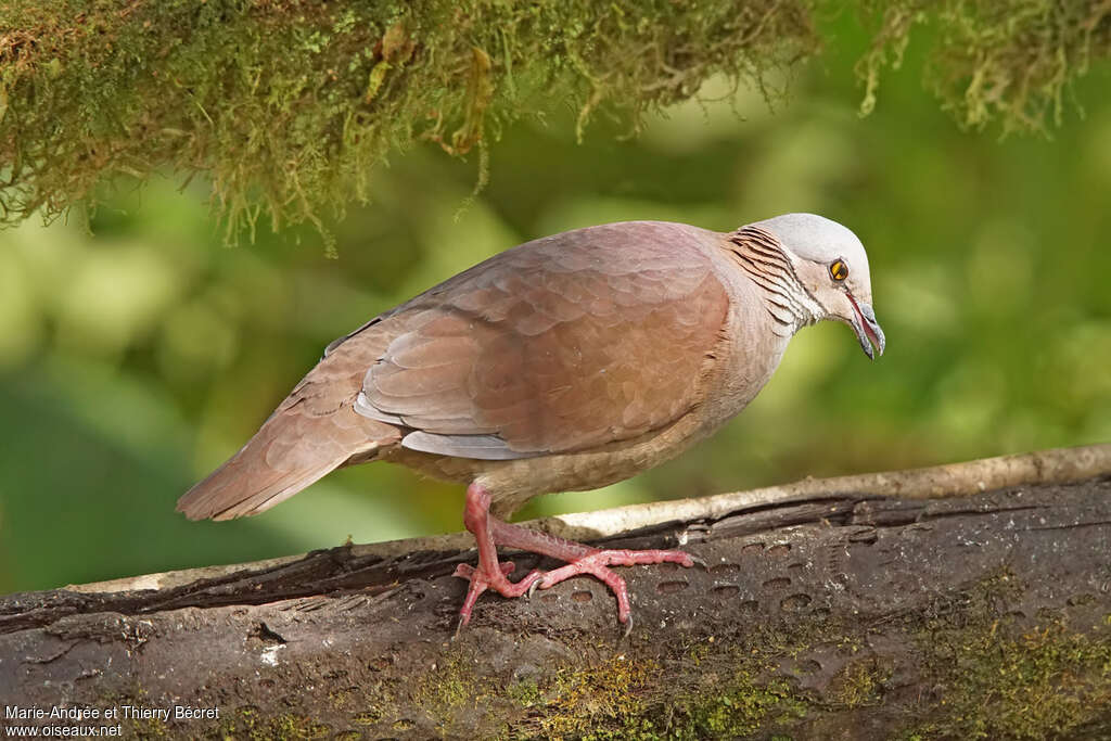 White-throated Quail-Doveadult, pigmentation, walking