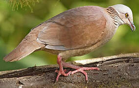 White-throated Quail-Dove