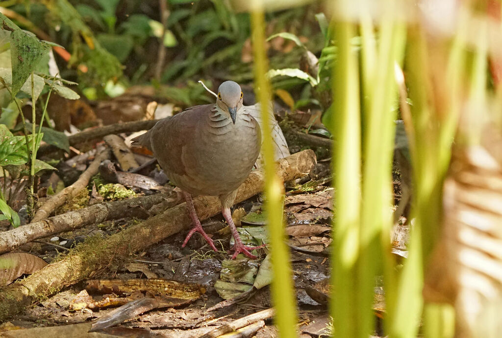 White-throated Quail-Dove