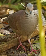 White-throated Quail-Dove