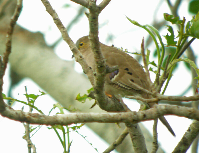 Long-tailed Ground Dove