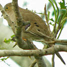 Colombe à longue queue