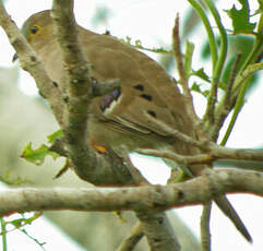 Colombe à longue queue