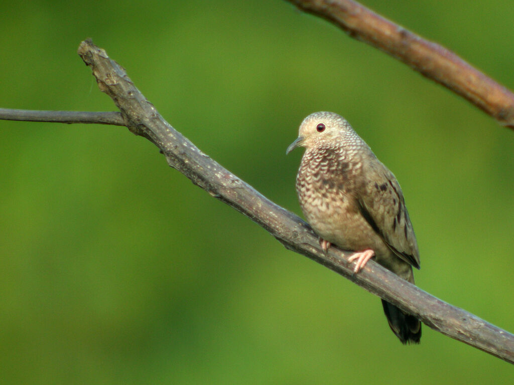 Common Ground Dove