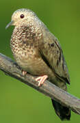 Common Ground Dove